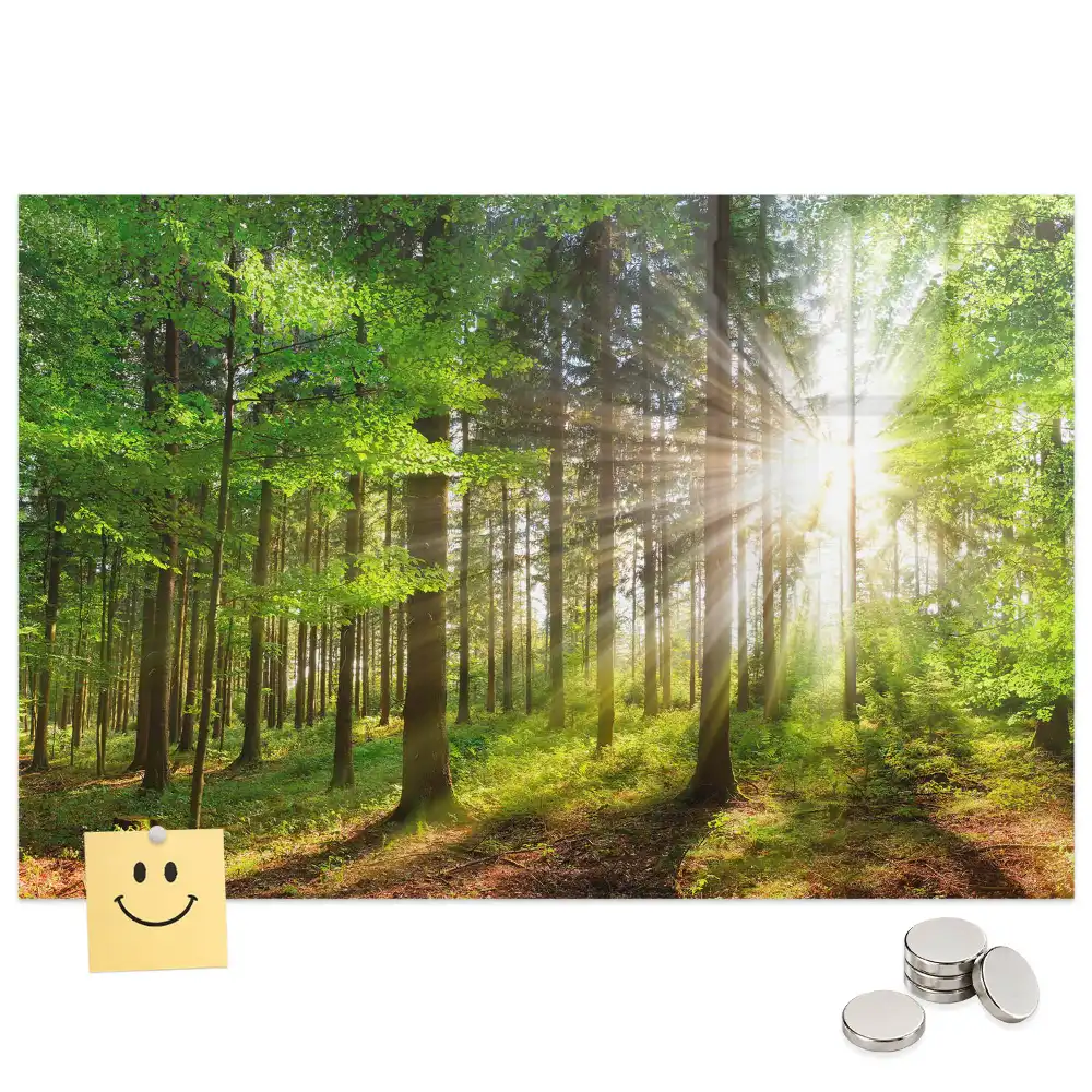 Tablă magnetică Pădure de dimineață