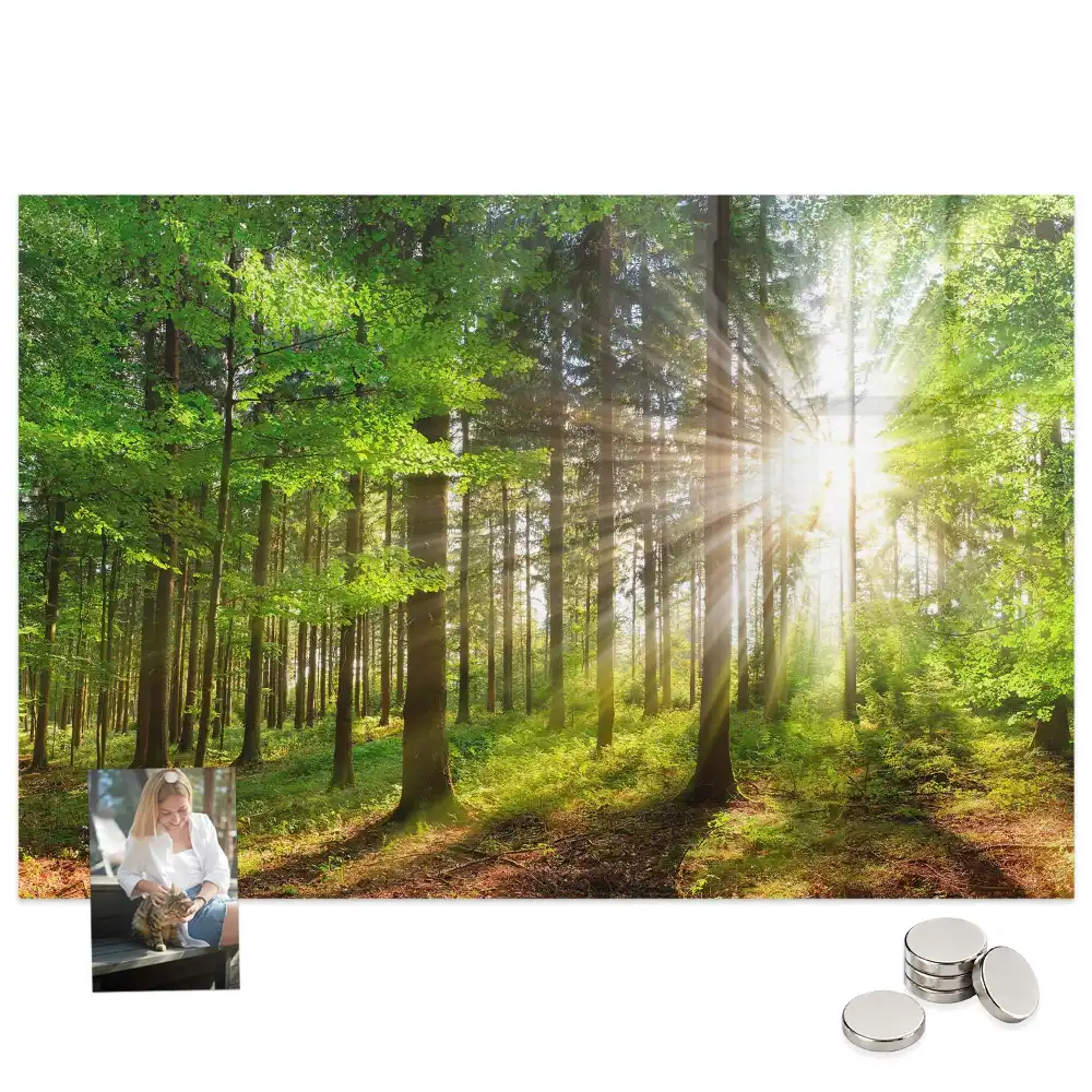 Tablă magnetică Pădure de dimineață